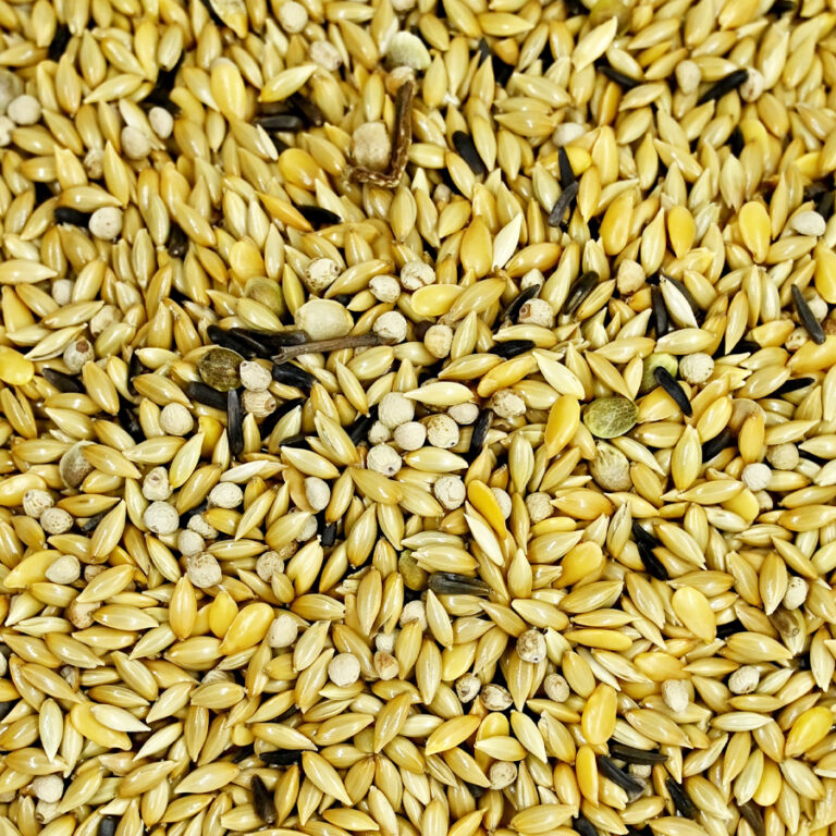 Canários-Pena-Branca