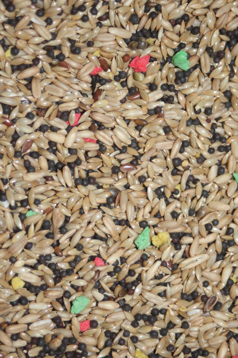 Canários Clássica - Canto Alegre