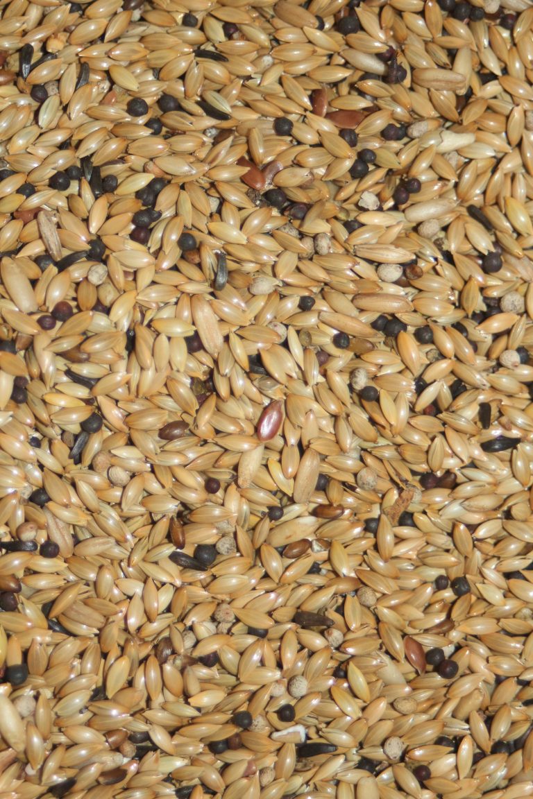 Canários Light - Canto Alegre