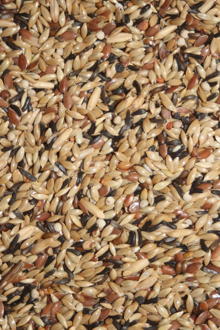 Canários Show - Versele Laga