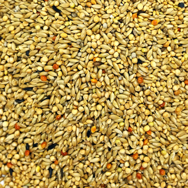 Exoticos-Profissional