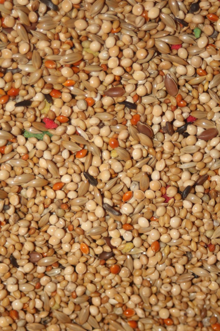 Exóticos Clássica - Canto Alegre