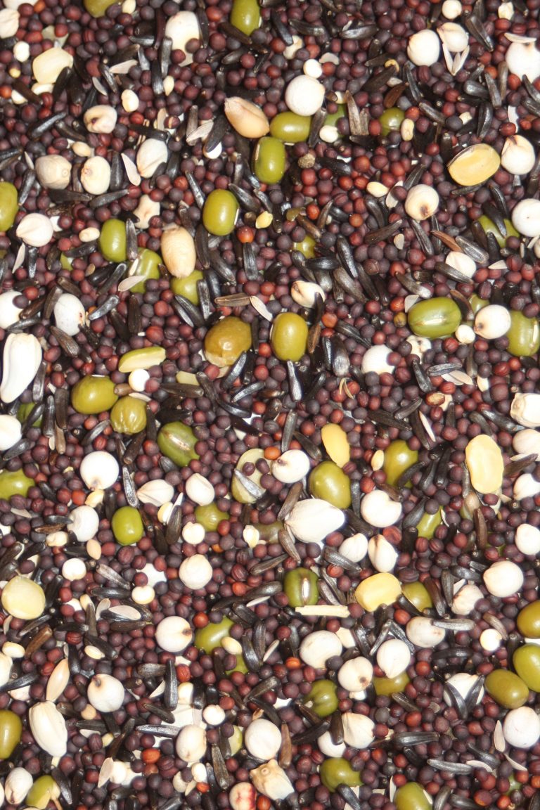 Germinado para Canários - Versele Laga