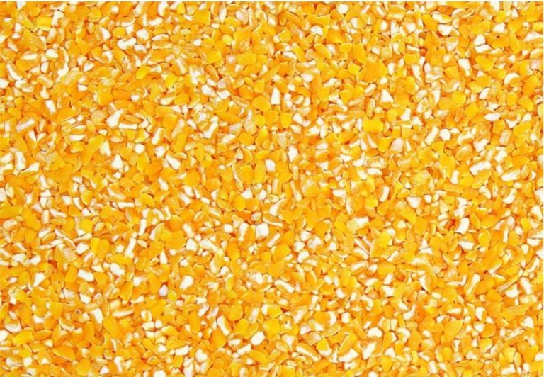 Milho Partido Canto Alegre