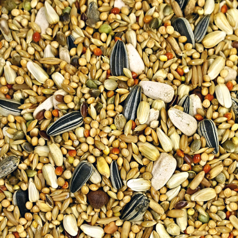 Psitacideos-Profissional