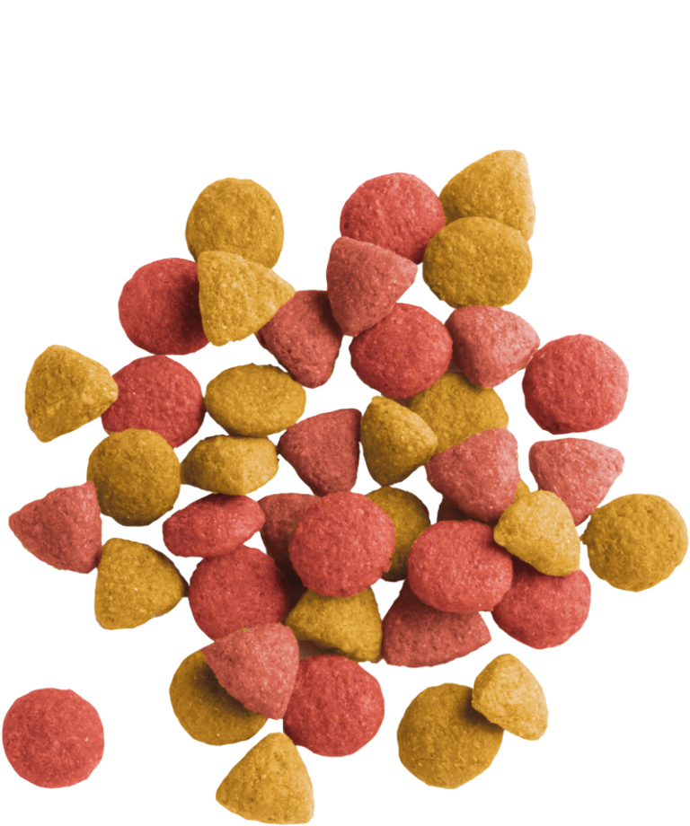 Adulto Sterilized - Lara