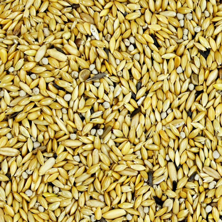 Canarios-Mosaico-Com-Aveia