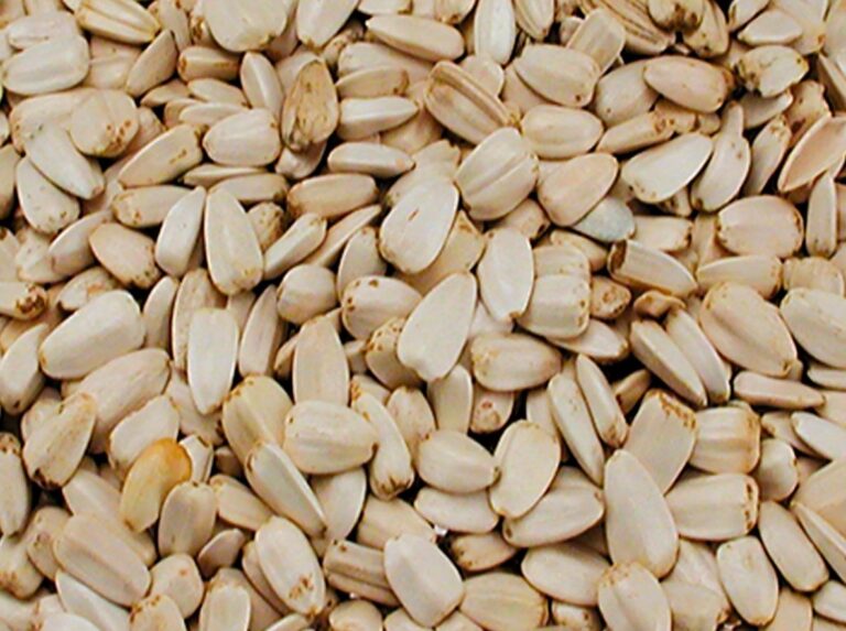 Girassol Branco - Canto Alegre