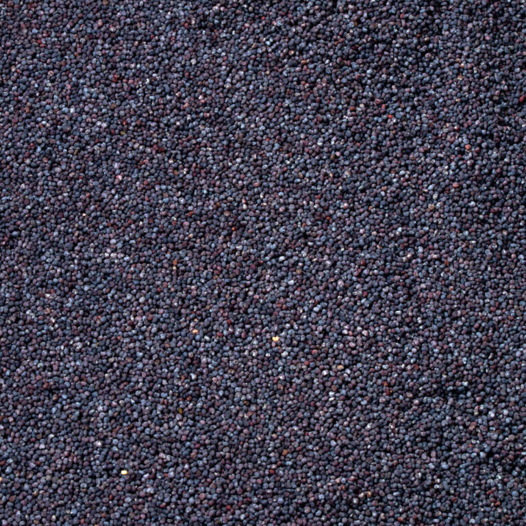 Papoila - Canto Alegre