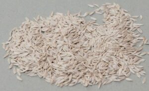 Semente de Alface - Canto Alegre