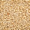 Sorgo Branco - Canto Alegre