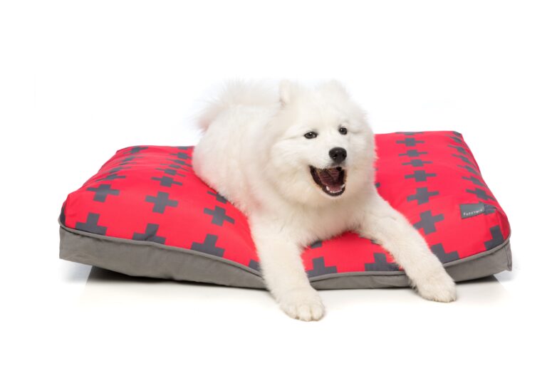 Fuzzyard-big-Dream_El-Fuego_Dog_3