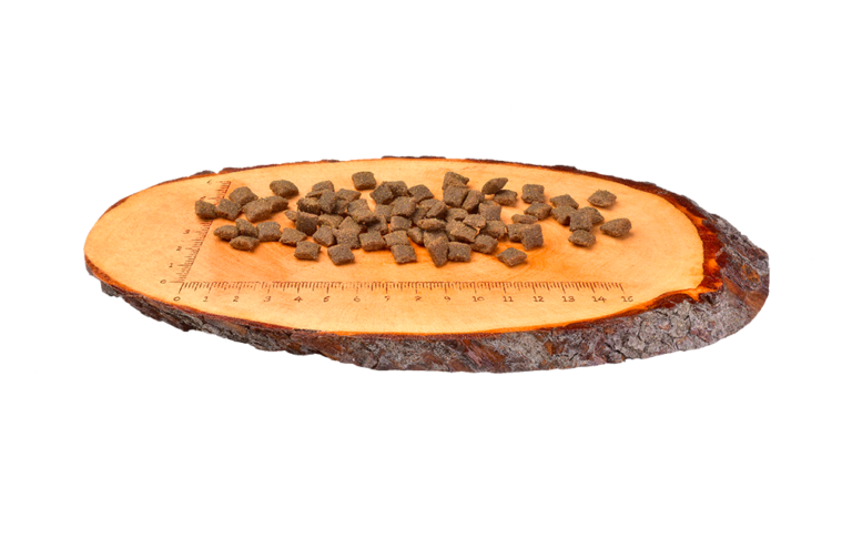 Cat Adult sterilized 2