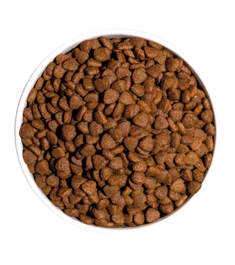 Cat Kitten - Ownat 2