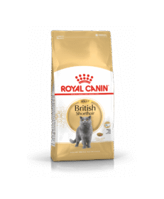 Cat British Shorthair Adult 2Kg - Royal Canin