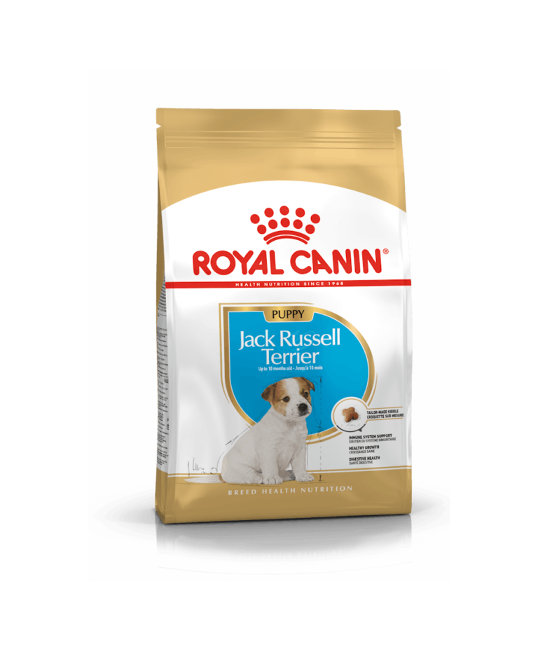 Jack Russel Terrier Puppy