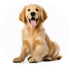 Cães