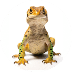 Répteis
