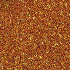 Milho Painço Vermelho 25kg