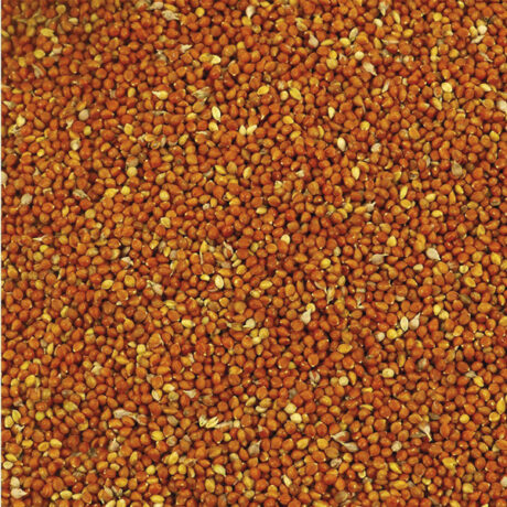 Milho Painço Vermelho 25kg