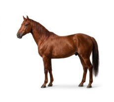 Cavalos